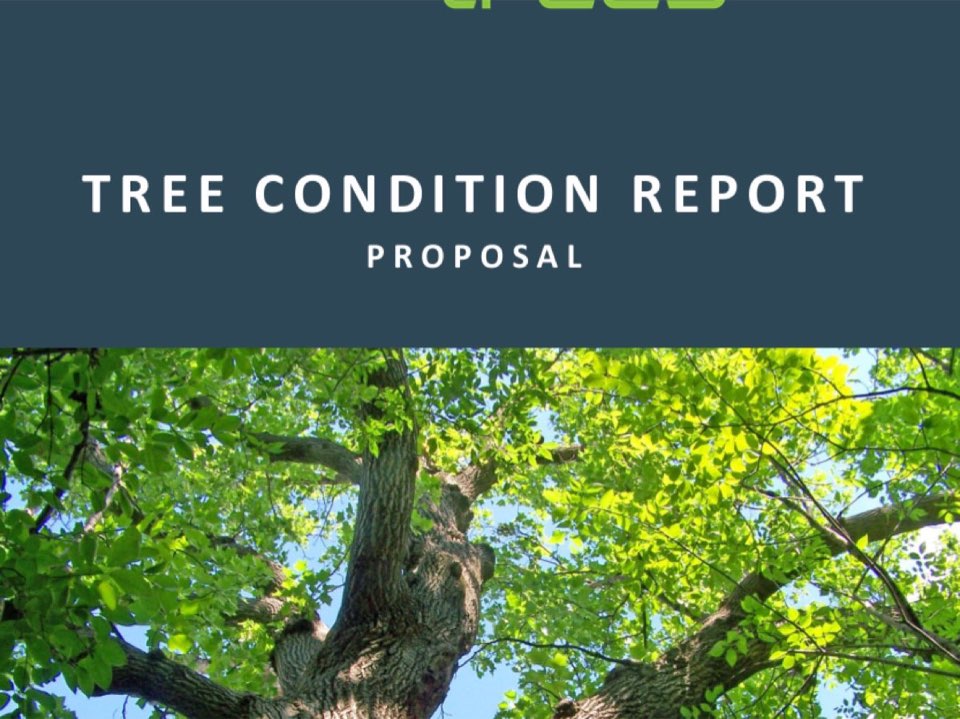 Sample Enviro Trees UK tree condition report - the deliverable lenders receive