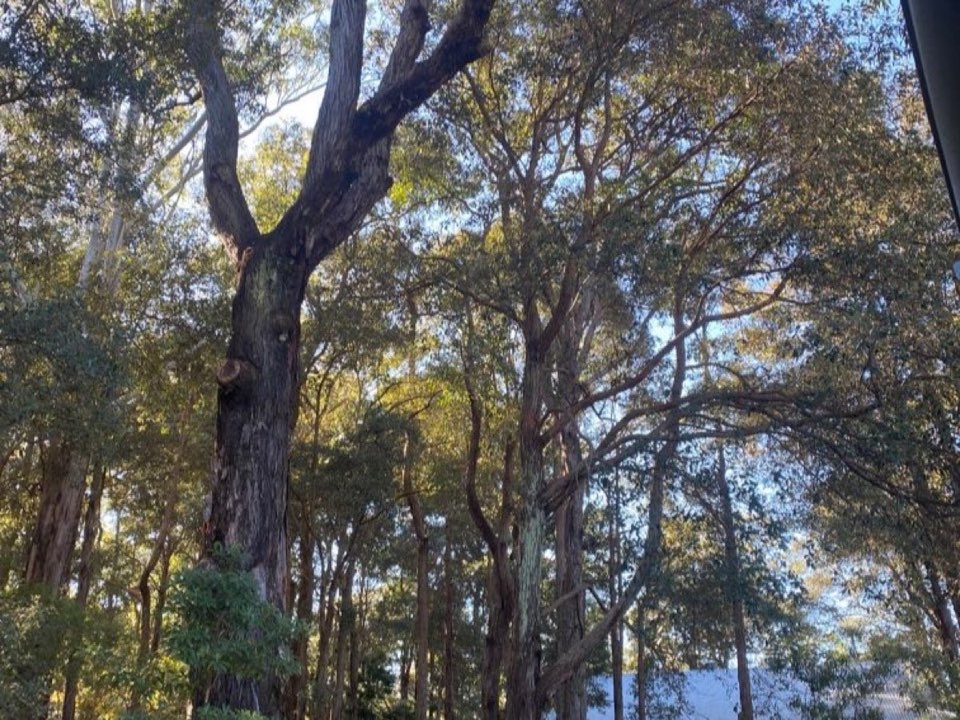 Mature trees in a Lincolnshire parkland setting due for routine re-inspection