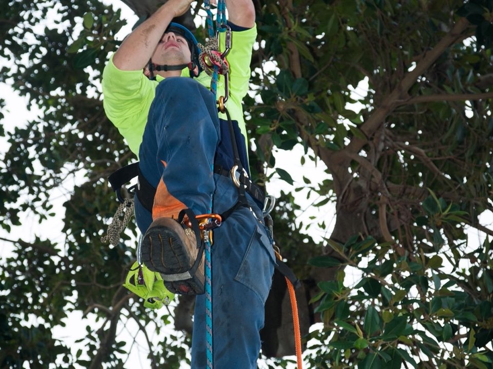 Qualified arborist working in a mature tree during an Enviro Trees UK survey in Lincolnshire